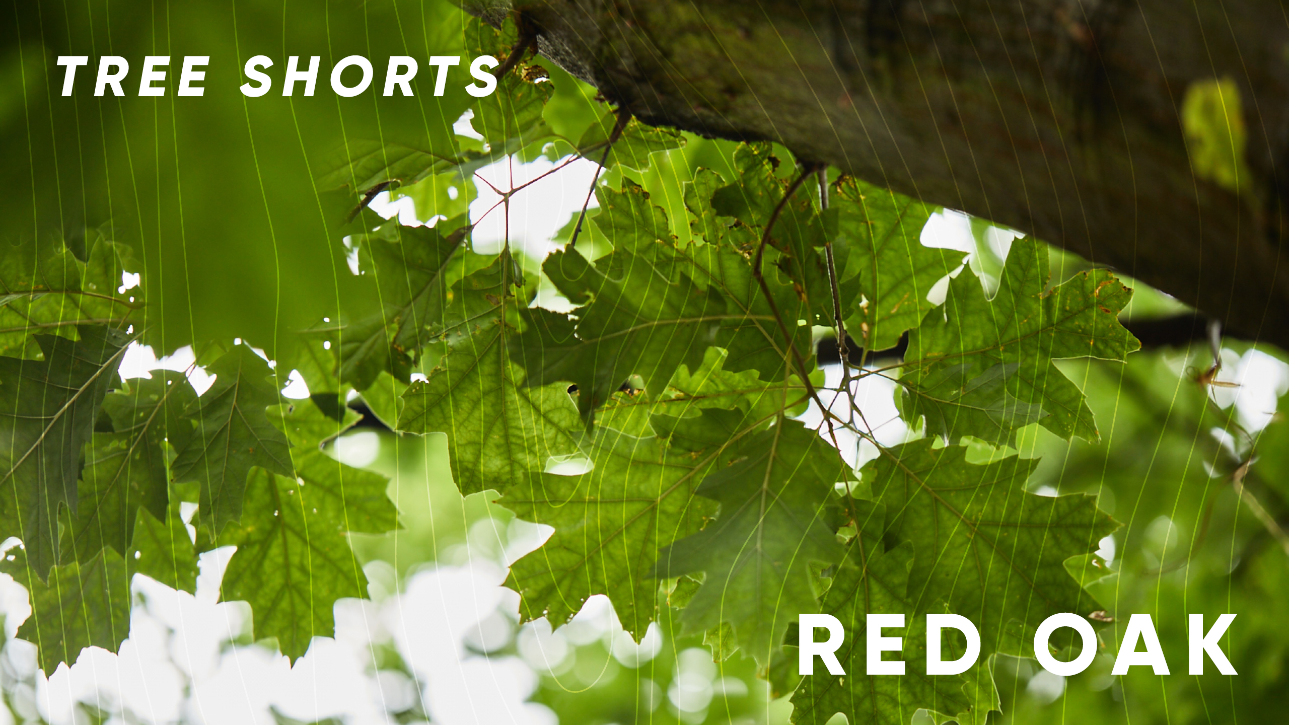 Tree Shorts: red oak