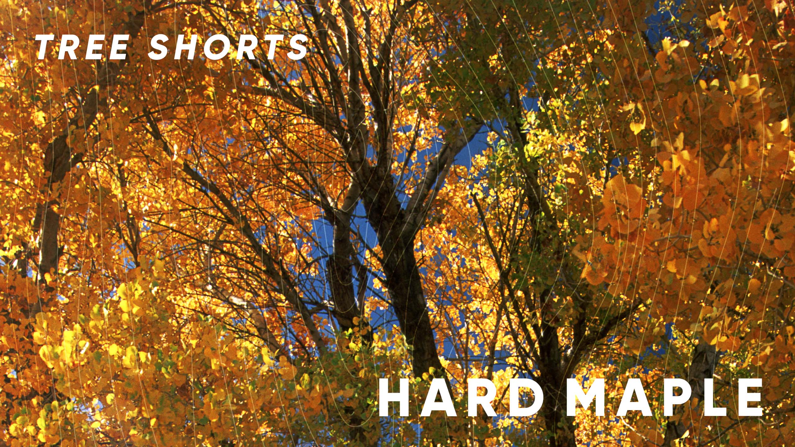 Tree Shorts: hard maple