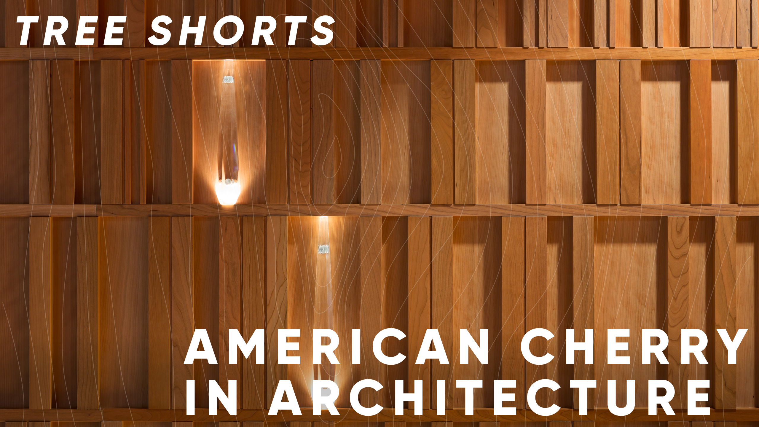 Tree shorts: American cherry in architecture 
