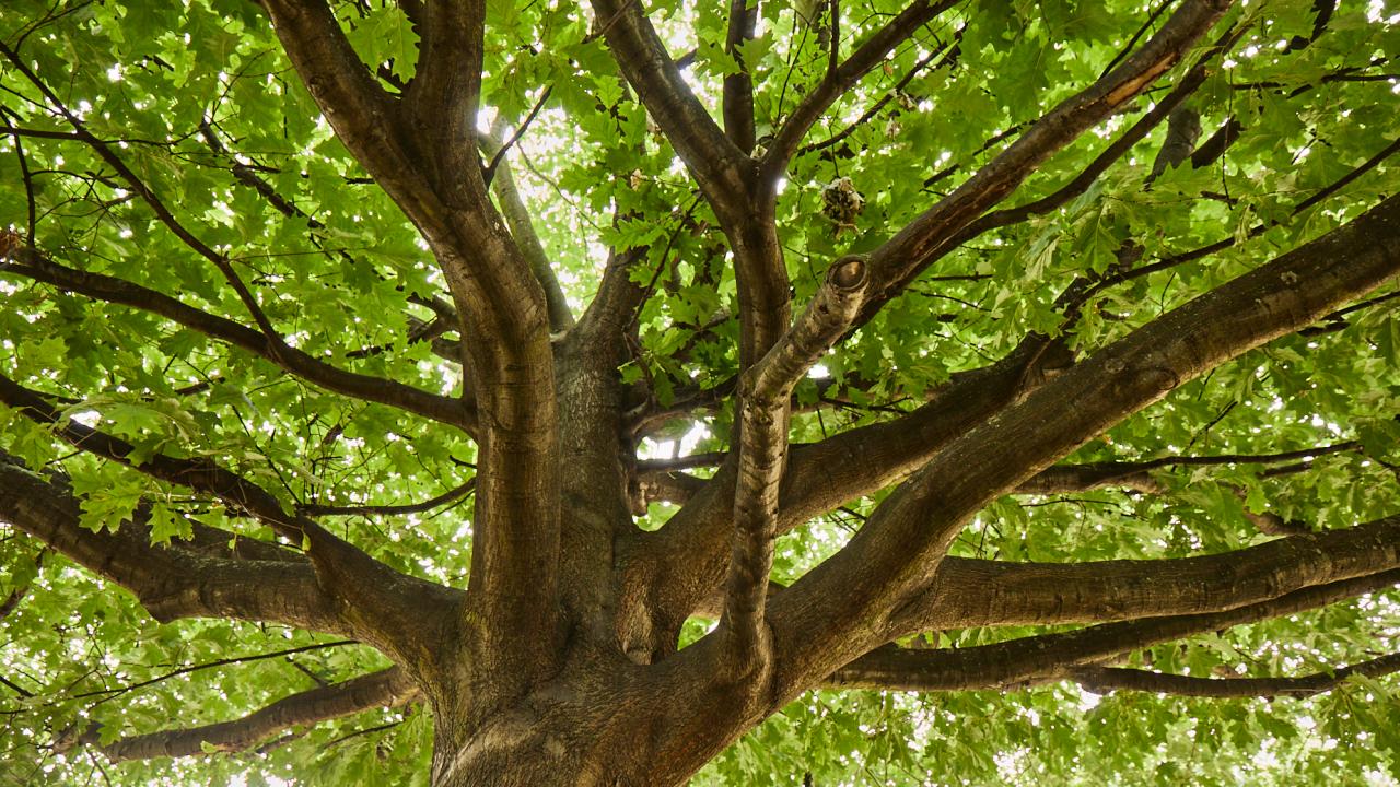 American red oak tree