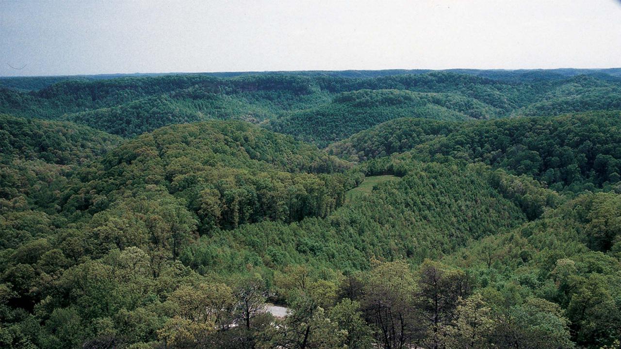 Appliance of science in global timber traceability