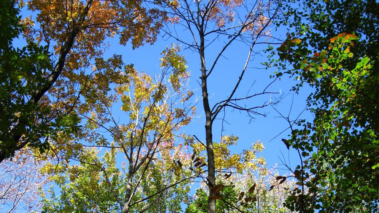Kew builds global wood library