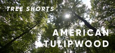 Tree shorts: tulipwood