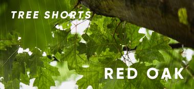 Tree Shorts: red oak
