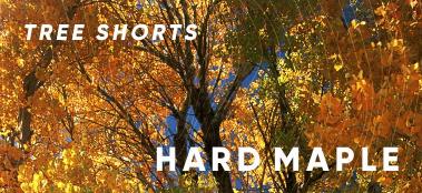 Tree Shorts: hard maple