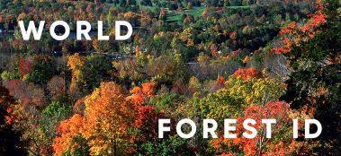 The World Forest ID