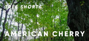 Tree shorts: cherry