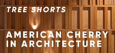 Tree shorts: American cherry in architecture 