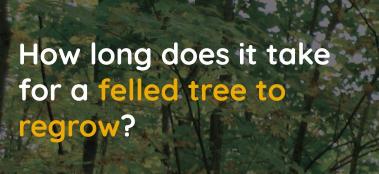 How long does it take for a felled tree to regrow? 