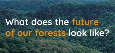 What does the future of our forests look like?