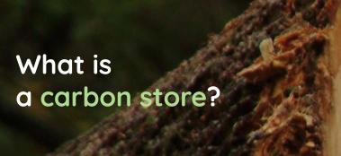 What is a carbon store? 